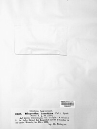 Diaporthe decedens image